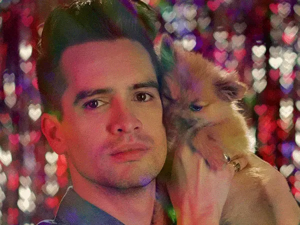 Cute Puppy
