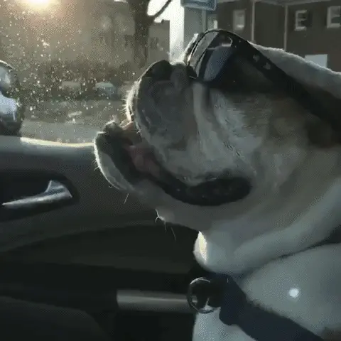 Butler Bulldog Deal With It