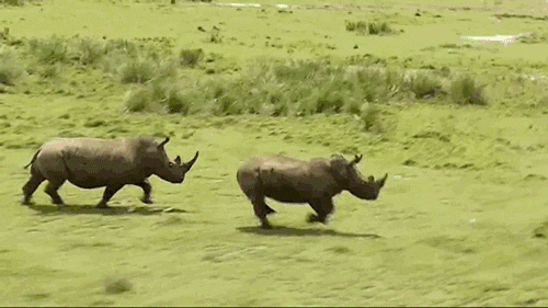 Running Rhinos