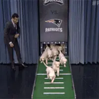 A Lot Of Puppies (The Tonight Show Starring Jimmy Fallon)