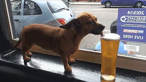 Chihuahua Loves Beer