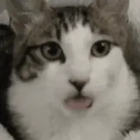 Licking Cat