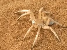 Nope Spider