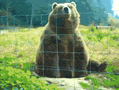 Bear Farewell