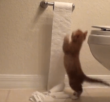 Toilet Paper Cat