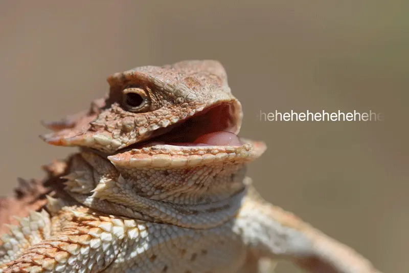 Very Funny Laughing