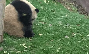 Rolling Panda