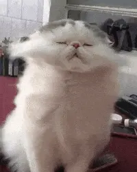 Purrrfect