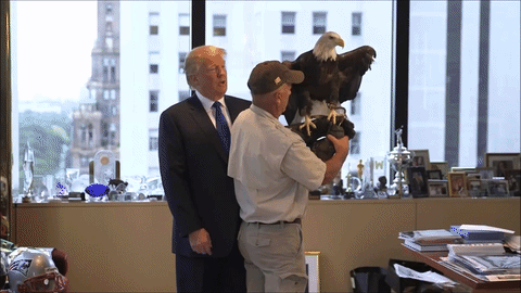 A Bald Eagle Attacks Donald Trump