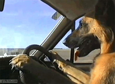 Driving Doggie