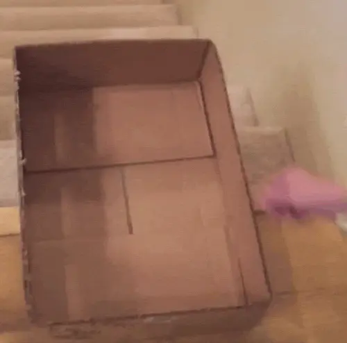 Extreme Cat