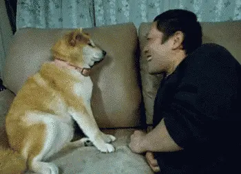 Rejected Dogs