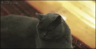 Scheming Cat